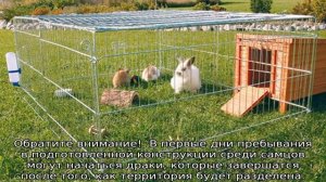 Вольер для кроликов