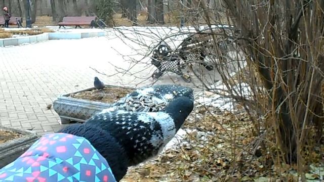 Кормлю синичек в парке 1 смотреть онлайн
