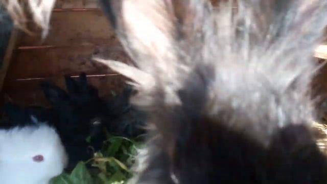 Немецкая ангора. Крольчата смотреть онлайн