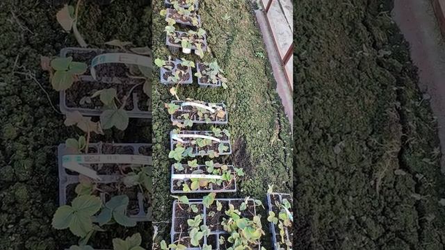 Саженцы клубники сорта ДеРоял смотреть онлайн