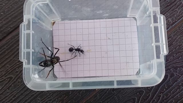 Dinoponera grandis (Brazil) vs Messor barbarus (Spain) 11.06.2022 смотреть онлайн