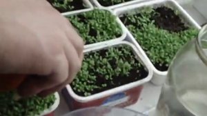 Подкормка рассады табака. Посев махорки.