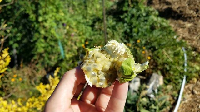 loaded maypop tastes like passion fruit with banana and paw paw смотреть онлайн