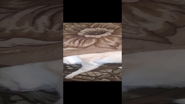 1000006741.mp4барсик смотреть онлайн