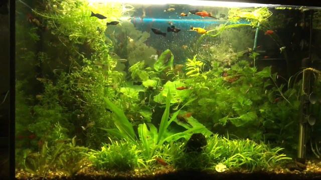 Аквариум на 120 литров изменения смотреть онлайн