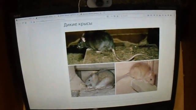 Готовимся к изложению смотреть онлайн
