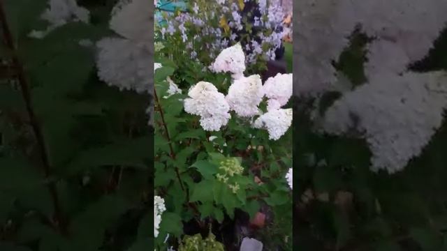 Ванила фрайз/гортегзия/ и принц Чарльз /клематис/4 августа😊 смотреть онлайн