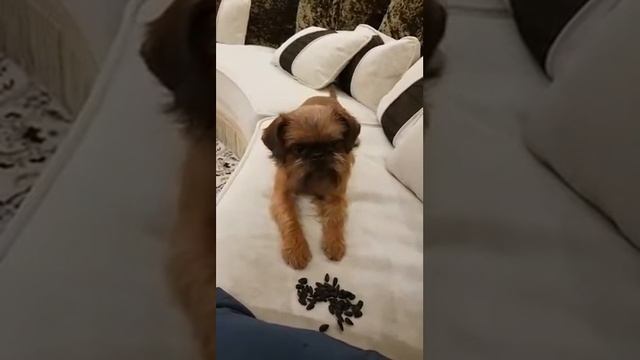 Шарлотта из Атаки гриффонов. Брюссельский гриффон. смотреть онлайн