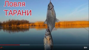 ТАРАНЬ. На канале в районе Приморско-Ахтарска. Рыбалка в феврале, ловля тарани, Fishing