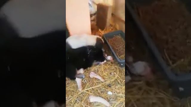 2. Спасли бездомных щенков. На передержке. Каждый день кормим малышей и ищем Дом смотреть онлайн