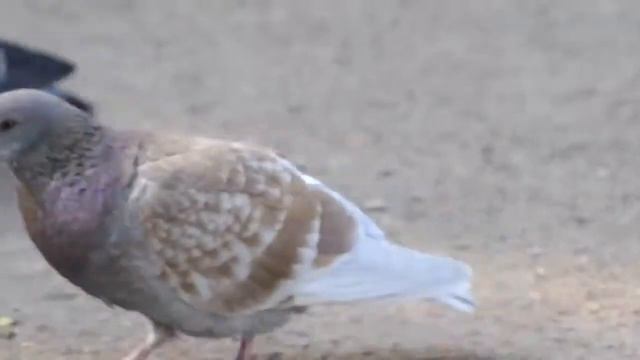 Хит осени 2014 г Лучший рэп Русский реп смотреть онлайн