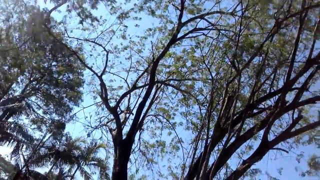 Паттайя. Зоопарк. смотреть онлайн