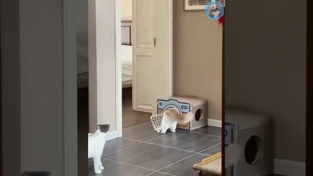 Приколы смотреть онлайн