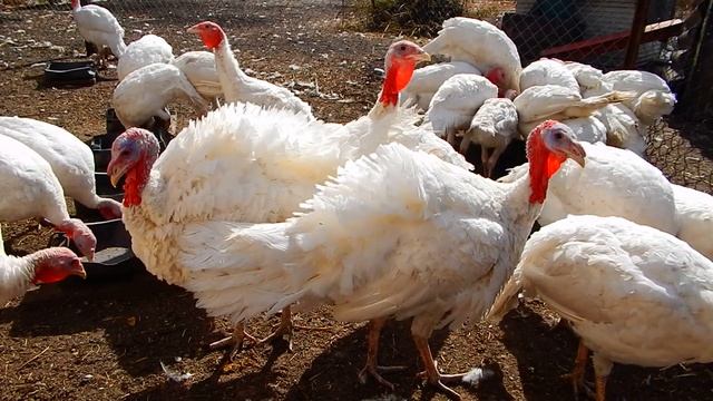 КОРМЛЕНИЕ И СОДЕРЖАНИЕ МОЛОДЫХ ИНДЮКОВ БЕЛОЙ ШИРОКОГРУДОЙ.. смотреть онлайн