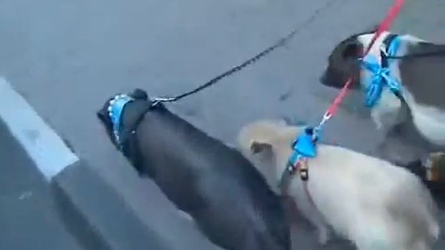 Мини пиги цена купить Москва 8(916)702-11-08 смотреть онлайн