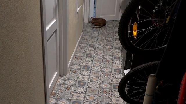 ЧТО ДЕЛАЮТ МОИ КОТЫ, КОГДА Я УХОЖУ ИЗ ДОМА смотреть онлайн