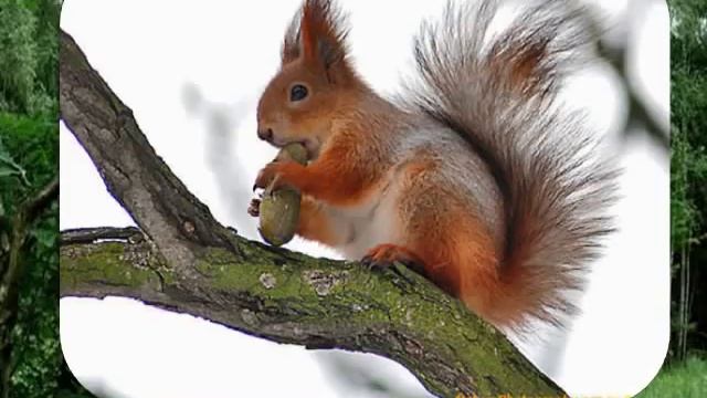 Звуки диких животных смотреть онлайн