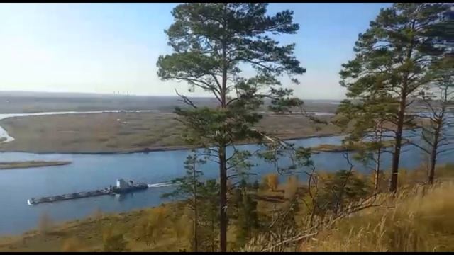 Быки ▶ Последние дни на пастбище перед привязкой на цепь ? смотреть онлайн