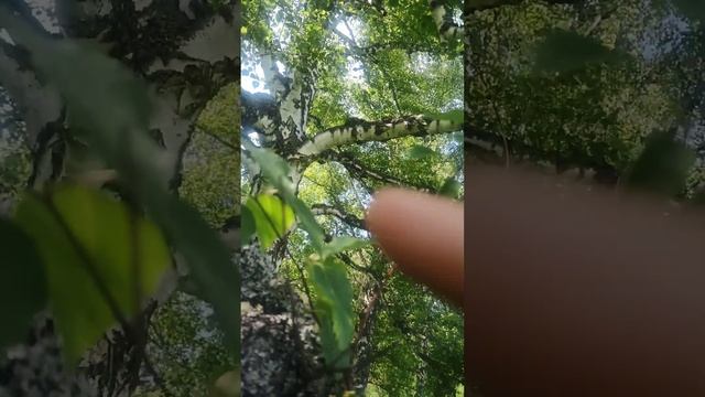 Кап сучковой Каповая берёза Растения Тайги mp4 смотреть онлайн