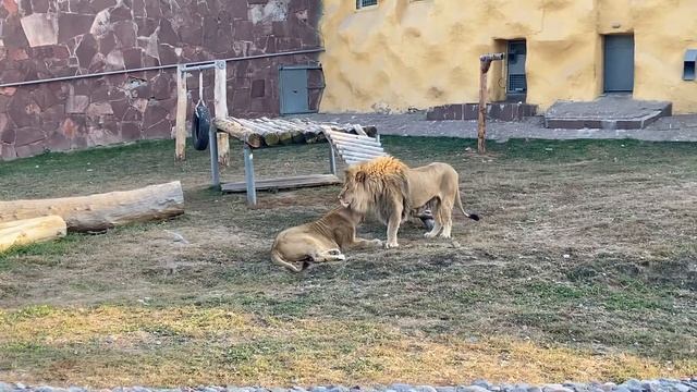 Любимый город Алматы. Львы в нашем зоопарке. Almaty ZOO