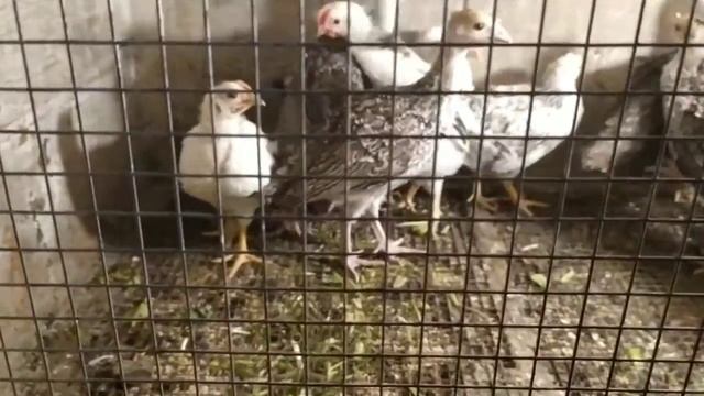 Вес индюшат в месячном возрасте. смотреть онлайн