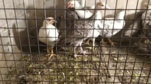 Вес индюшат в месячном возрасте.