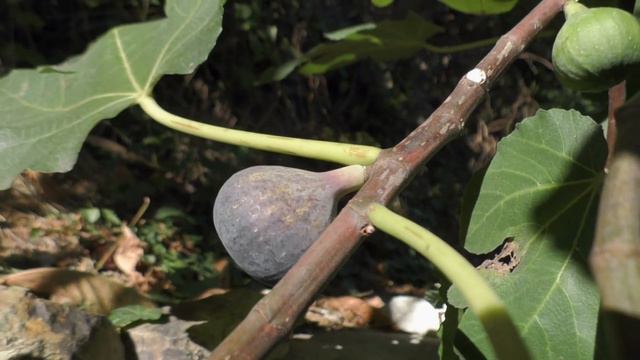 Инжир.  Виолета (Violeta). 23