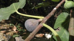 Инжир.  Виолета (Violeta). 23