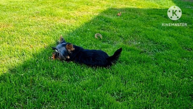 Щенок йорка. Мальчик. Продажа. смотреть онлайн