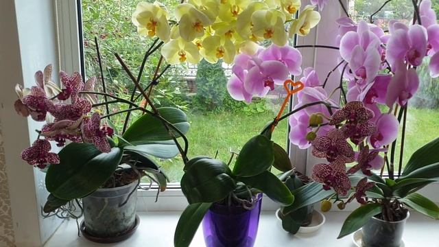 Два способа восстановить тургор листьев орхидеи || Полное видео с результатом смотреть онлайн