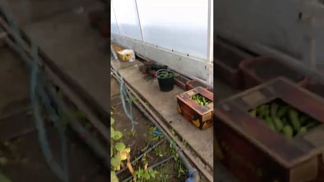 Отопление в теплице,обзор по печкам,переделка. смотреть онлайн