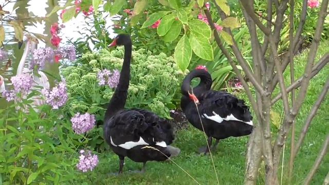 Семейство Черных лебедей !.mp4 смотреть онлайн