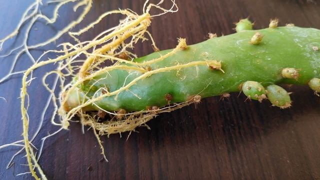 2 Easy Ways to Root Cactus Pads | Opuntia Monacantha / Drooping prickly Pear Propagation смотреть онлайн