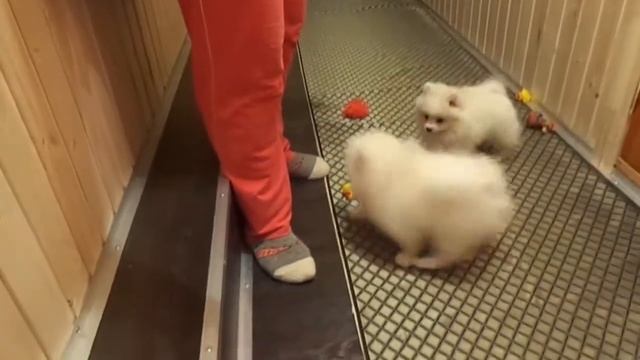 мальчик белый мини померанец смотреть онлайн