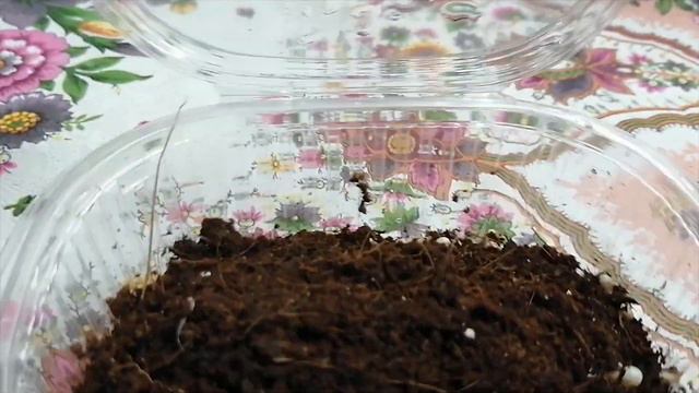 Предновогодний приплод улиток. смотреть онлайн