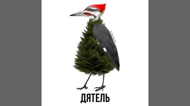 странные картинки - дятель смотреть онлайн