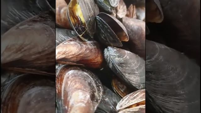 Тушеные мидии по Одесски от Василий Мишлен смотреть онлайн