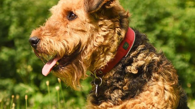 Caractéristiques De La Race De Airedale Terrier 🐕🦺 смотреть онлайн