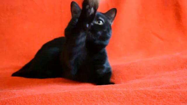 Купить шотландского котенка. Котик черный шотландский прямоухий.