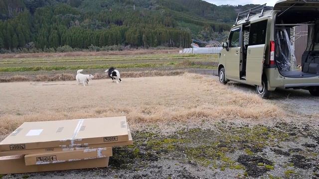 HONDA N-VAN本音でレビューしてみた смотреть онлайн