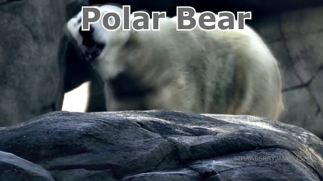 Learn Sea Animals and Wild Zoo Animals Names | Learning Video For Kids смотреть онлайн