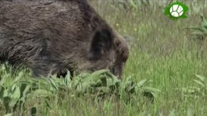 Дикий кабан . Возвращение