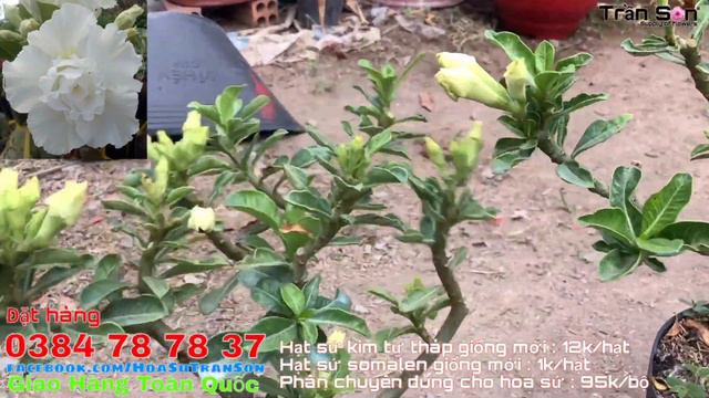 Đã hết 😍 Sứ thái cánh kép nguyên thủy (08-01-2020) LH : 0384787837 смотреть онлайн