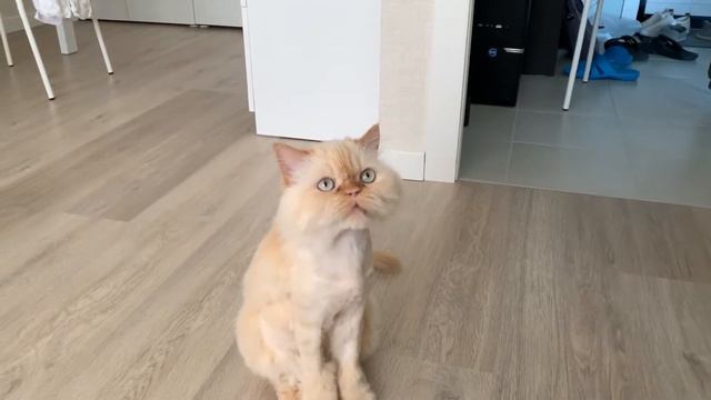 Кошачий алфавит смотреть онлайн