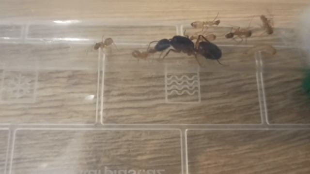 Camponotus sanctus. Описани и содержание! смотреть онлайн
