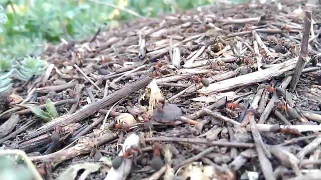 Жизнь муравьёв в муравейнике. Законы муравейника. смотреть онлайн