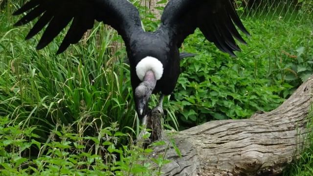 Berliner Zoo 2019 смотреть онлайн