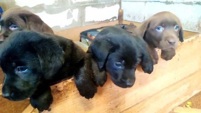Щенки лабрадора, чёрные и шоколадные. /Labrador Puppies, Black And Chocolate.