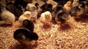 РУССКАЯ ХОХЛАТАЯ описание кур