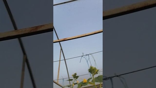 как построина наша теплица смотреть онлайн